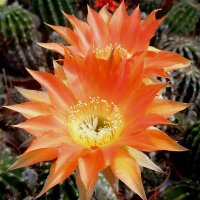 Echinopsis-Hybr. Herz von Schleiff