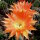 Echinopsis-Hybr. Herz von Schleiff