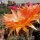 Echinopsis-Hybr. Herz von Schleiff
