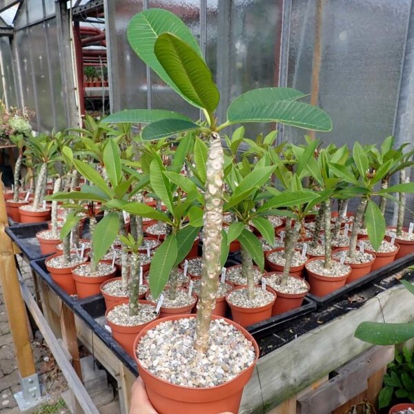 Plumeria-Hybr. white India