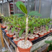 Plumeria-Hybr. white India