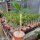 Plumeria-Hybr. white India
