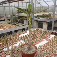 Plumeria-Hybr. Nebels Gold