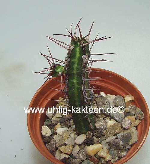 Euphorbia serendipita