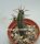 Euphorbia serendipita