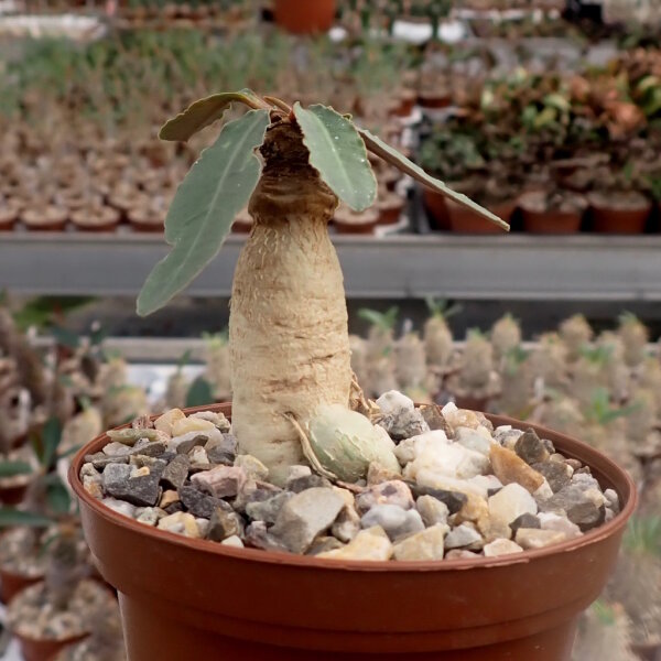 Euphorbia moratii CITES, not outside EU