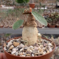Euphorbia moratii CITES, not outside EU