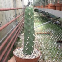 Rauhocereus riosaniensis v. jaenensis
