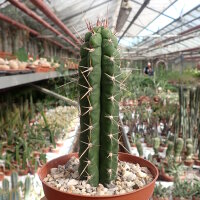 Rauhocereus riosaniensis v. jaenensis