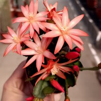 Rhipsalidopsis-Hybr. Capella