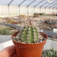 Echinocereus mombaueri L 1248