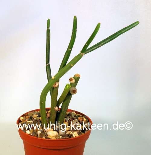 Rhipsalis floccosa form