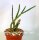 Rhipsalis floccosa form