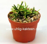 Rhipsalis teres f. prismatica