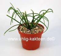Rhipsalis baccifera form