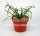 Rhipsalis baccifera form