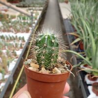 Echinocereus polyacanthus v. huitcholensis MAO 0019