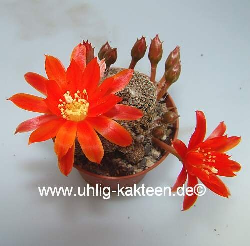 Rebutia heliosa v. condorensis cv. brunispina L 401