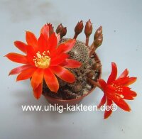 Rebutia heliosa v. condorensis cv. brunispina L 401