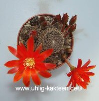 Rebutia heliosa v. condorensis cv. brunispina L 401