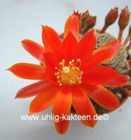 Rebutia heliosa v. condorensis cv. brunispina L 401