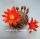 Rebutia heliosa v. condorensis cv. brunispina L 401