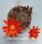 Rebutia heliosa v. condorensis cv. brunispina L 401