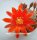 Rebutia heliosa v. condorensis cv. brunispina L 401