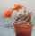 Rebutia heliosa v. condorensis cv. brunispina L 401