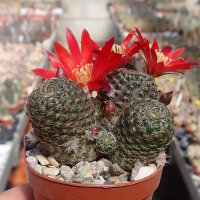 Rebutia heliosa v. condorensis cv. rubrispina L 401