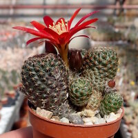 Rebutia heliosa v. condorensis cv. rubrispina L 401