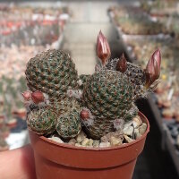 Rebutia heliosa v. condorensis cv. rubrispina L 401