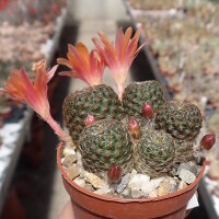 Rebutia heliosa v. condorensis cv. rubrispina L 401
