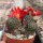 Rebutia heliosa v. condorensis cv. rubrispina L 401
