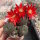 Rebutia heliosa v. condorensis cv. rubrispina L 401