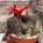 Rebutia heliosa v. condorensis cv. rubrispina L 401