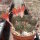 Rebutia heliosa v. condorensis cv. rubrispina L 401