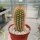 Trichocereus huascha BOS 374