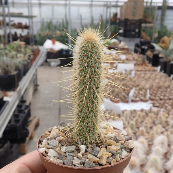 Cleistocactus baumannii BOS 597