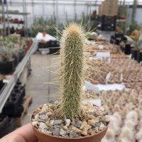 Cleistocactus baumannii BOS 597