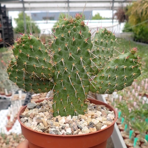 Consolea nashii v. gibarensis CMY 004