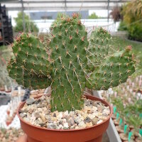 Consolea nashii v. gibarensis CMY 004