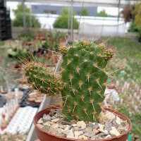Consolea nashii v. gibarensis CMY 004