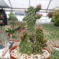 Consolea nashii v. gibarensis CMY 004