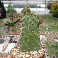 Consolea nashii v. gibarensis CMY 004