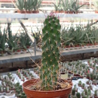 Consolea nashii v. gibarensis CMY 004