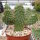 Consolea nashii v. gibarensis CMY 004