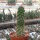Consolea nashii v. gibarensis CMY 004