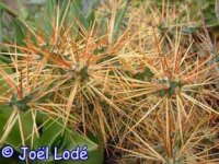 Cylindropuntia hystrix CMY 005