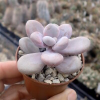 Graptopetalum amethystinum